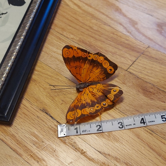 Butterfly nature picture - Picture 7 of 8